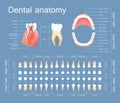 Human dental anatomy. Tooth anatomy numbering infographics.