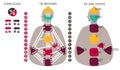 Human Design BodyGraph chart. Nine colored energy centers, planets, variables. Hand drawn vector graphic