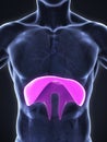 Human Diaphragm Anatomy Royalty Free Stock Photo