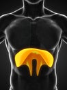 Human Diaphragm Anatomy Royalty Free Stock Photo
