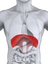 Human Diaphragm Anatomy Royalty Free Stock Photo