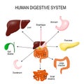 Human Digestive System Royalty Free Stock Photo