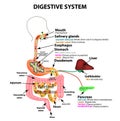 The human digestive system. Anatomical structure. Digestion of carbohydrates, fats and proteins. Enzymes of the Royalty Free Stock Photo