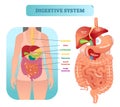 Human digestive system anatomical vector illustration diagram with inner organs. Royalty Free Stock Photo