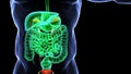Human digestive system anatomy 3d illustration