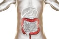 Human digestive system anatomy with highlighted large intestine