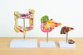 human Digestive system anatomy model, Pancreas, Gallbladder, Bile Duct, Liver and Colon Large Intestine. Disease, healthcare and