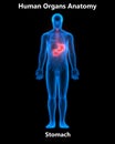 Human Digestive system Anatomy Stomach