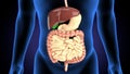 3d rendered medically accurate illustration of a mans digestive system