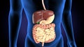 3d rendered medically accurate illustration of a mans digestive system