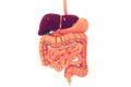 Human digestive system Royalty Free Stock Photo
