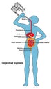 Human Digestive System Diagram Illustration