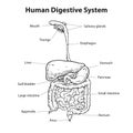 Human digestive system diagram, vector illustration in simple black and white outline, health and medical