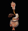 Human Digestive System (Extraction)