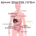 Human digestive system in flat cartoon style. Organs of digestion. Royalty Free Stock Photo