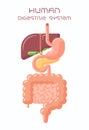 Human digestive system