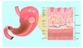 Gastric mucosa and Layers of the Stomach.