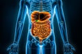 Human digestive system and gastrointestinal tract 3D rendering illustration. Anterior or front view of organs of digestion or Royalty Free Stock Photo
