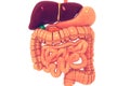 Human digestive system Royalty Free Stock Photo