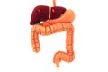 Human digestive system Royalty Free Stock Photo
