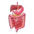 Human digestive system Royalty Free Stock Photo