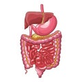 Human digestive system Royalty Free Stock Photo