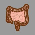 Human digestive system intestines gut anatomy gastrointestinal tract diagram. Meteorism, Enteritis, Colitis, Ulcerative Colitis, D Royalty Free Stock Photo