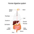 Human digestive system