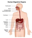 The human digestive system ,medical illustration on white background
