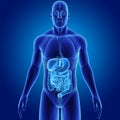Human Digestive System with Organs Anterior view Royalty Free Stock Photo