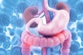 Human digestive system on scientific background Royalty Free Stock Photo