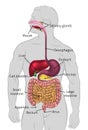 Human Digestive System Tract Royalty Free Stock Photo