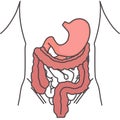 The human digestive system. Vector illustration. Royalty Free Stock Photo