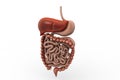 Human digestive system