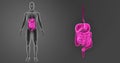 Human Digestive System zoom with Organs Anterior view Royalty Free Stock Photo
