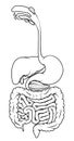 Human Digestive Tract