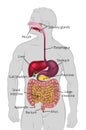 Human Digestive Tract