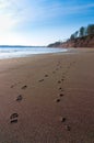 Human and Dog Foot Steps Along a Beach Royalty Free Stock Photo
