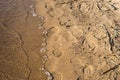 Human and dog footprints on a sand. Sea beach on a sunny day, surfline. View from above. Copy space. Royalty Free Stock Photo