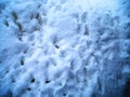 Human and dog footprints on surface white winter snow. Overhead view. Texture of snow surface. Vector illustration background. Royalty Free Stock Photo