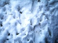 Human and dog footprints on surface white winter snow. Overhead view. Texture of snow surface. Vector illustration background. Royalty Free Stock Photo