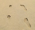 Human and Dog Prints in Sand Royalty Free Stock Photo