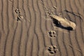 Human and dog tracks on a sand waves background Royalty Free Stock Photo