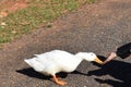 Duck eating food under open sky .