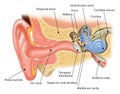 anatomy of the human ear Royalty Free Stock Photo