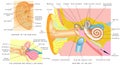 Human ear anatomy. Royalty Free Stock Photo