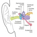 Human ear anatomy with captions, medically accurate 3D illustration