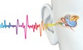 Human ear anatomy with colorful sound wave, medically 3D illustration