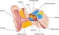 Human ear anatomy Royalty Free Stock Photo