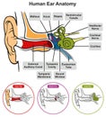 Human ear anatomy infographic diagram